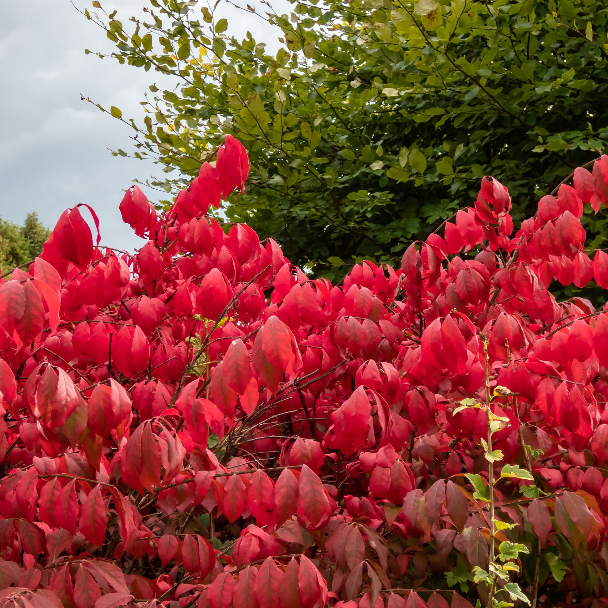 Vente Fusain ailé Compactus - Euonymus alatus Compactus