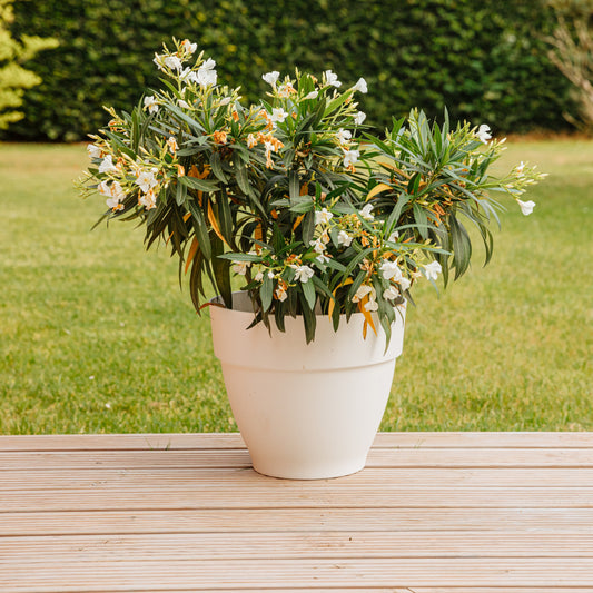 Laurier-rose à fleurs blanches - Bakker