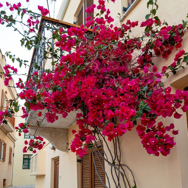 Bougainvillea red - Bougainvillier Rouge - Bougainvillier
