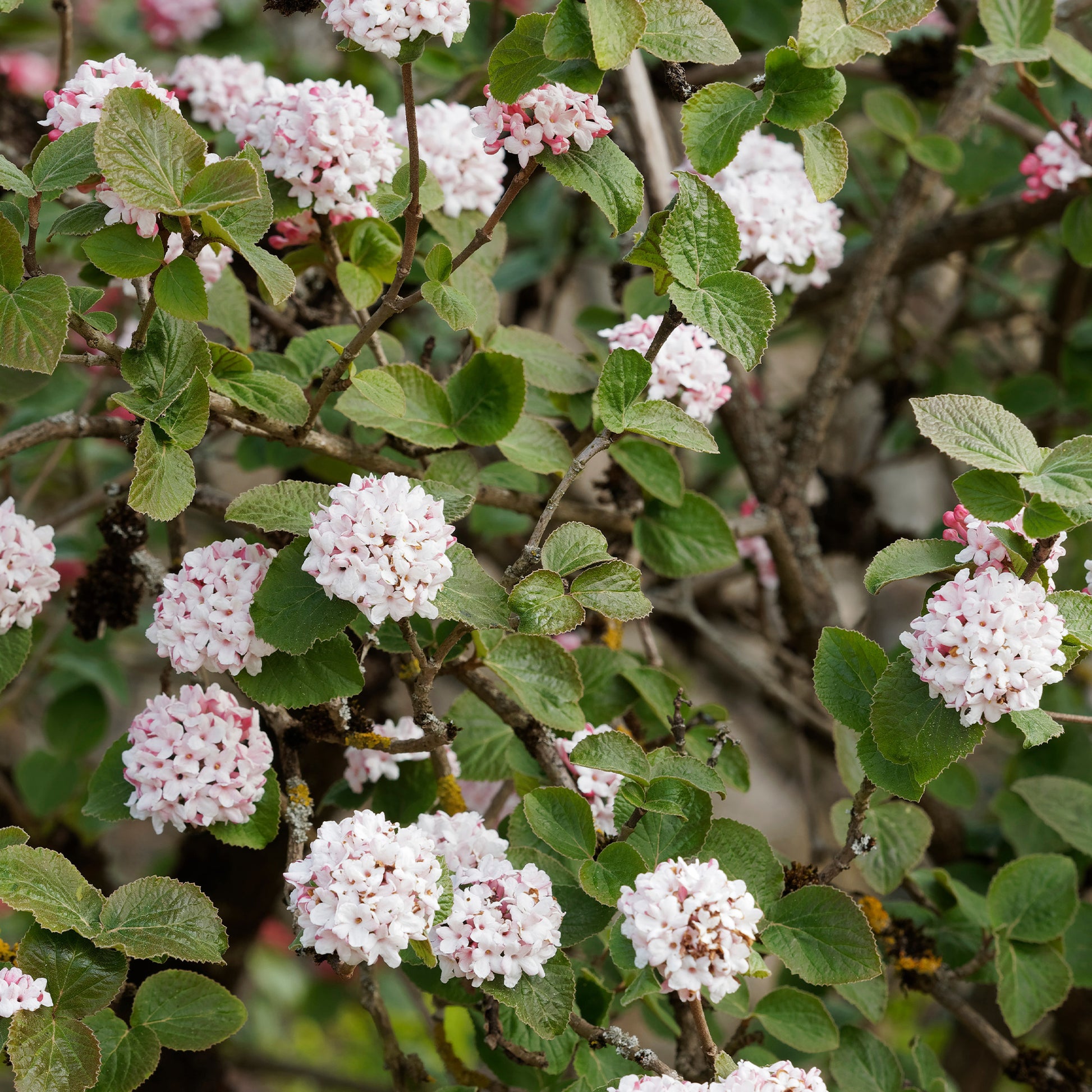 Bakker - Viorne de Carle - Viburnum carlesii - Plantes d'extérieur