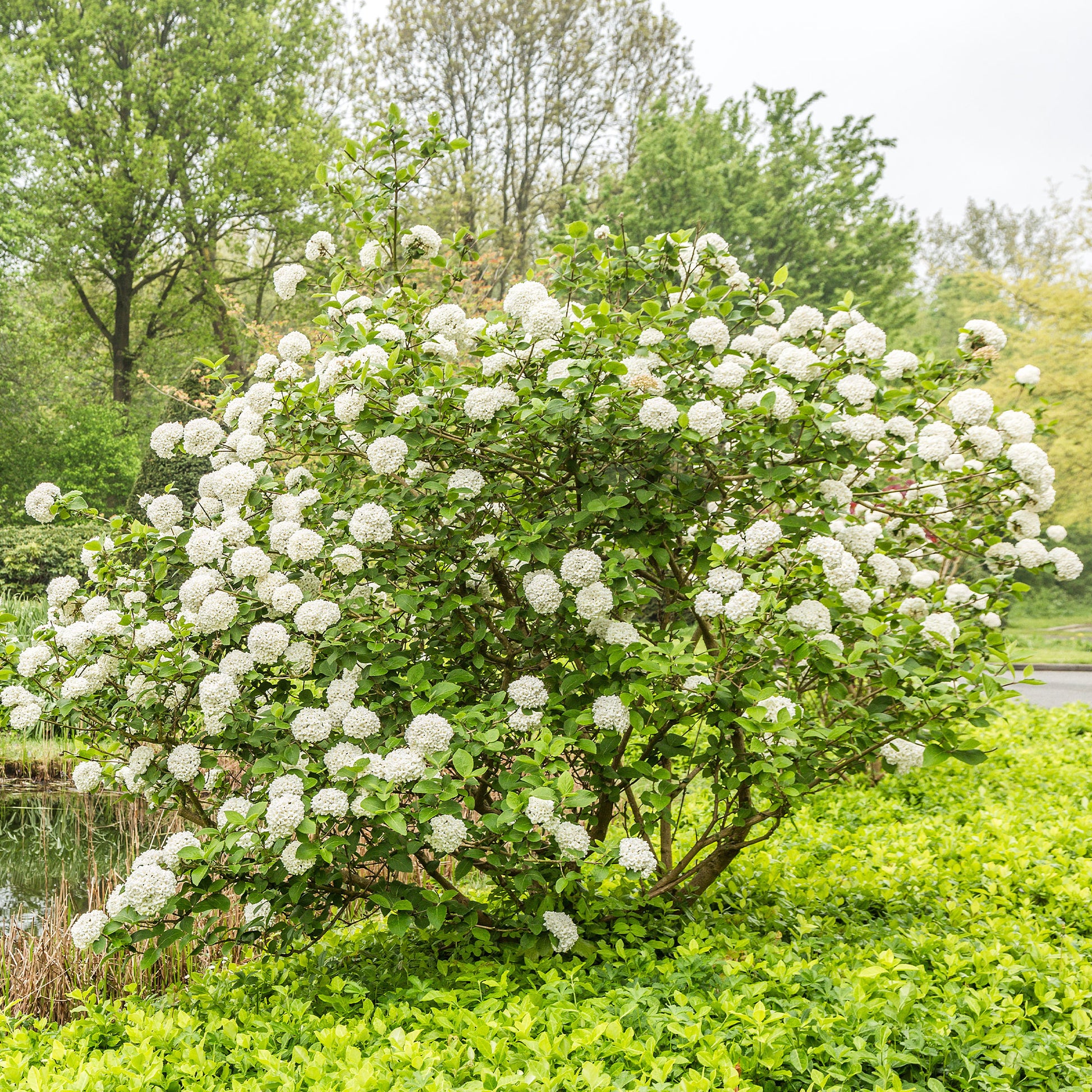 Bakker - Viorne de Carle - Viburnum carlesii - Plantes d'extérieur