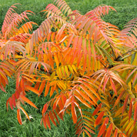 Rhus typhina - Sumac de Virginie - Arbustes