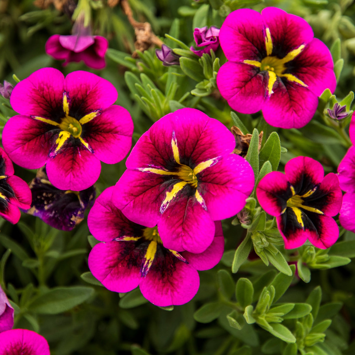 Calibrachoa cabaret® 'good night kiss' - 3 Mini-pétunias good night kiss - Petunia et Calibrachoa