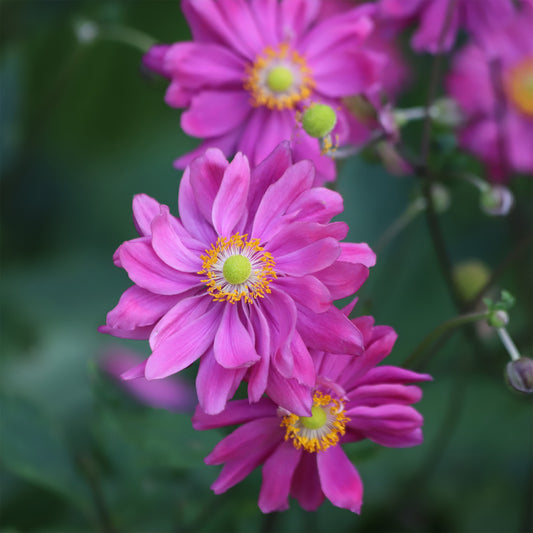 Anémone du Japon Pamina - Bakker