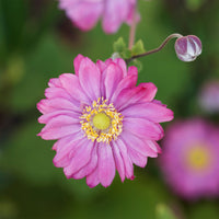 Anémone du Japon Pamina - Anemone hybrida 'pamina' - Bakker