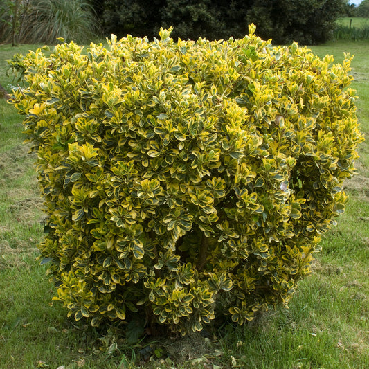 Fusain du Japon ' Aureomarginatus' - Bakker