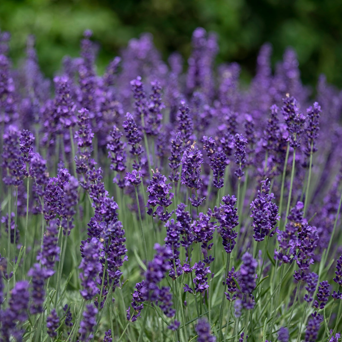 Lavande - Lavande vraie 'Hidcote' - Lavandula angustifolia Hidcote