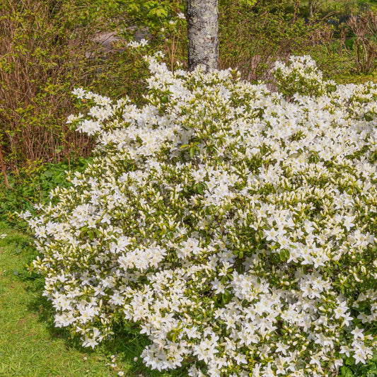 Azalea Palestrina - Bakker.com | France