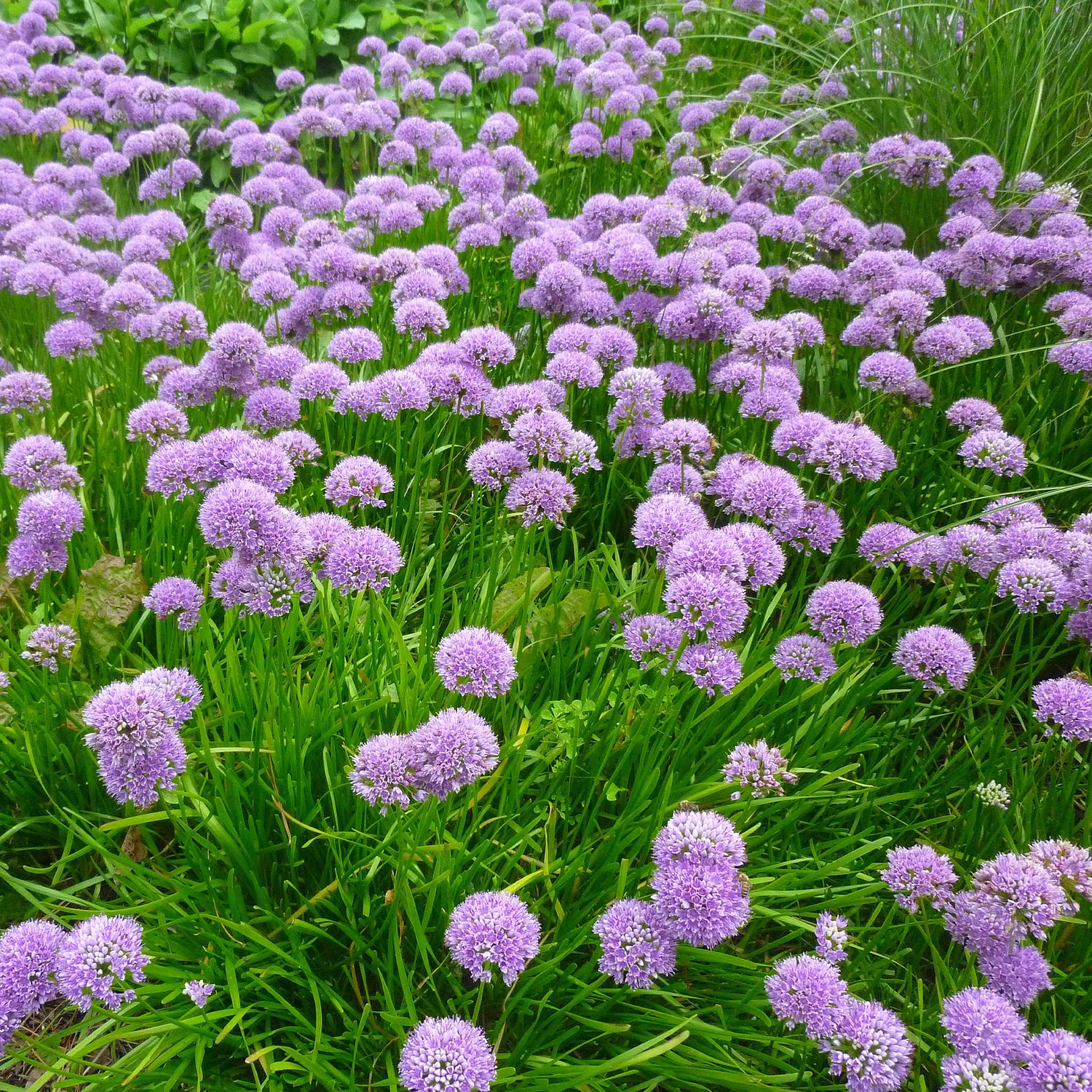 Bulbes d'Allium