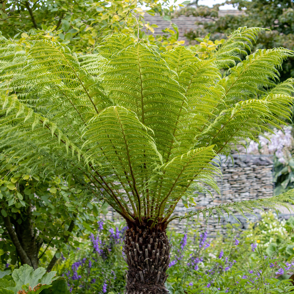 Vente Fougère arborescente de Tasmanie - Fougères