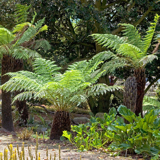 Fougère arborescente de Tasmanie - Bakker