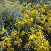 Helichrysum italicum subsp. serotinum - Herbe à curry  - Plantes vivaces