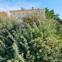 Pourpier de mer - Atriplex halimus - Bakker