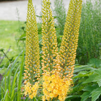 Lis des steppes - Eremurus 'bungei' - Plantes d'extérieur