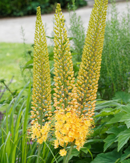 Lis des steppes - Eremurus 'bungei' - Plantes d'extérieur