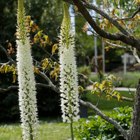 Lis des steppes White Romance - Eremurus 'white romance' - Plantes d'extérieur