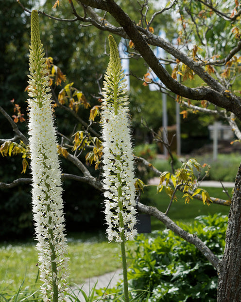 Lis des steppes White Romance - Eremurus 'white romance' - Plantes d'extérieur