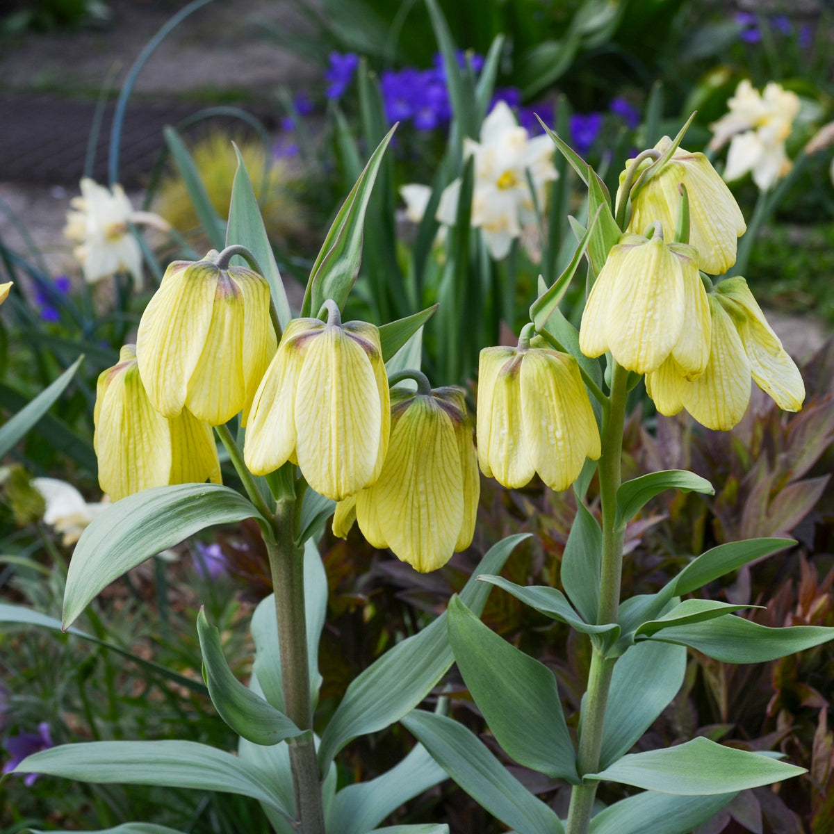 2 Fritillaires pallidiflora - Fritillaria pallidiflora - Bakker