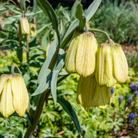 2 Fritillaires pallidiflora - Bakker