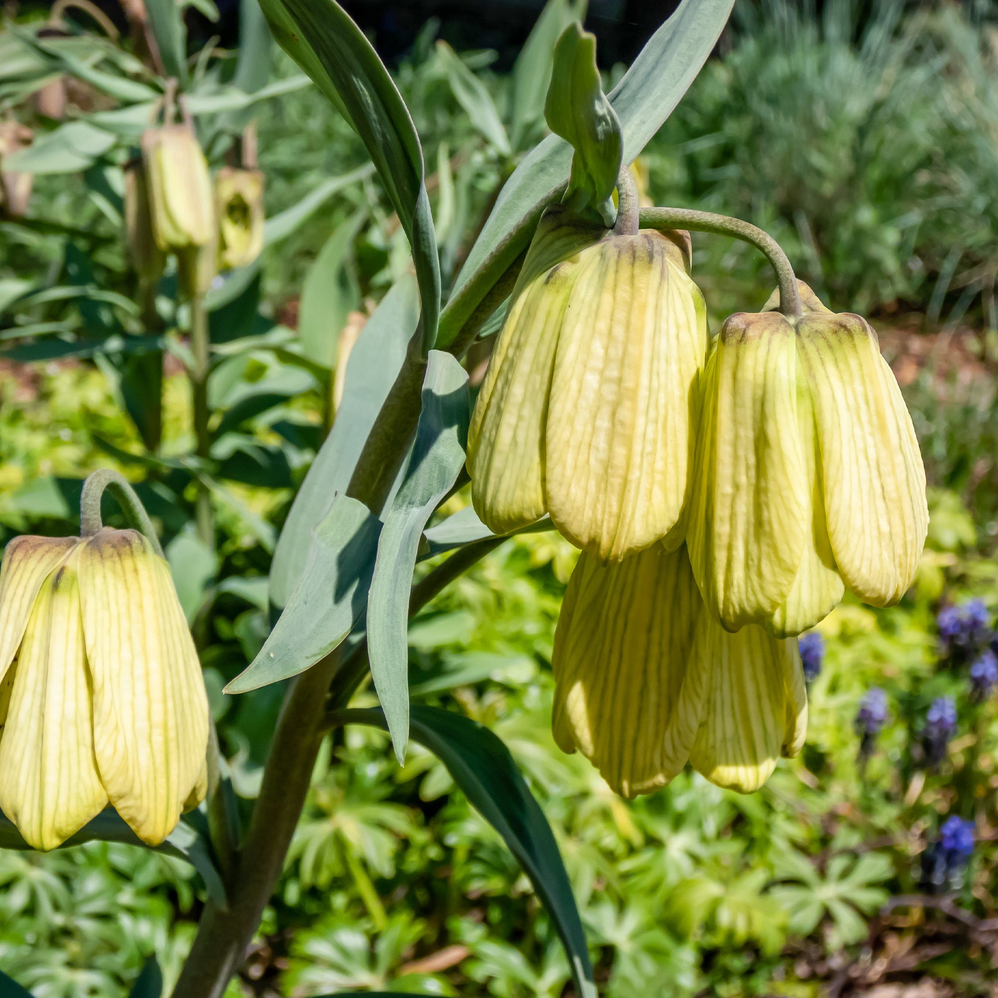 Bakker - 2 Fritillaires pallidiflora - Fritillaria pallidiflora - Bulbes à fleurs