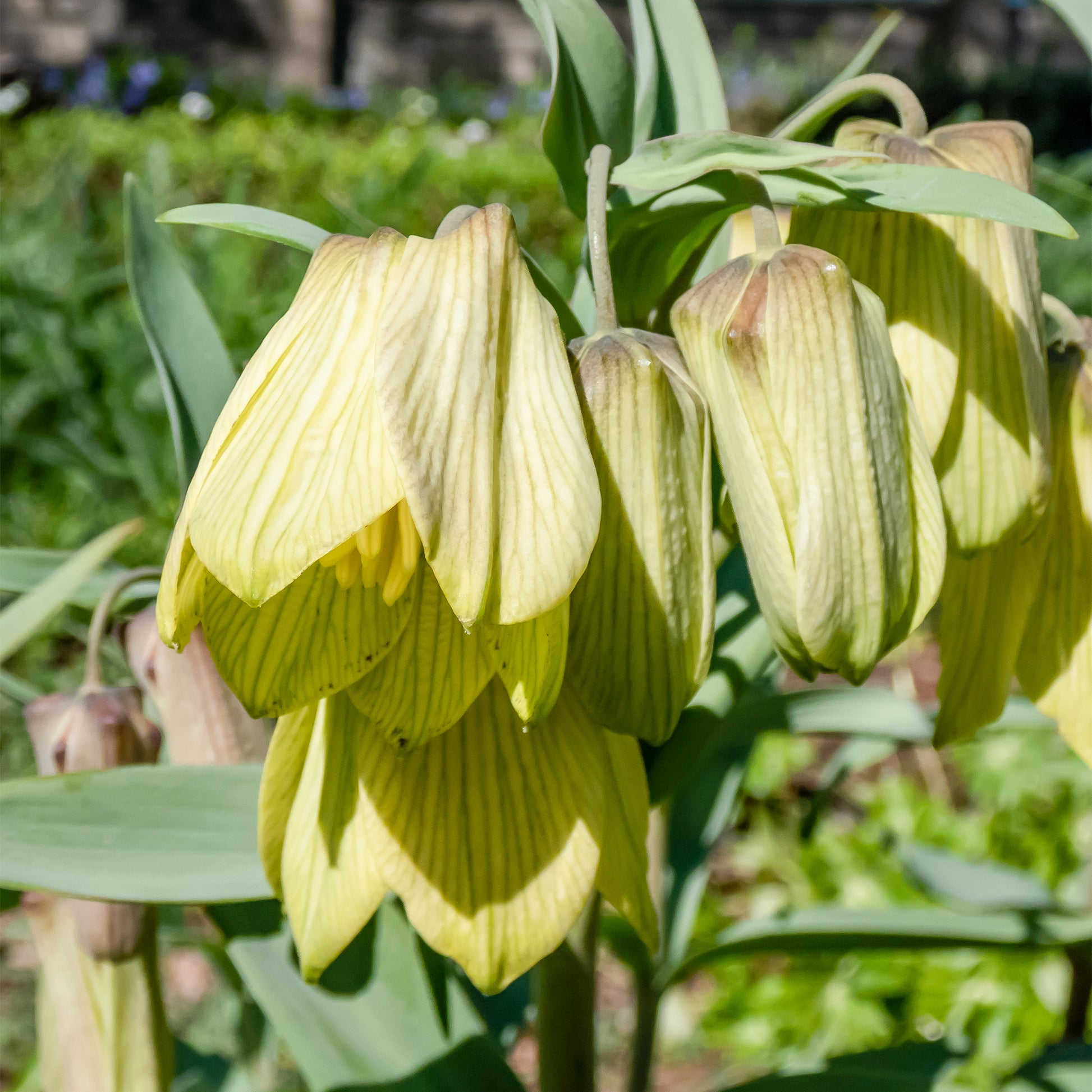 Bakker - 2 Fritillaires pallidiflora - Fritillaria pallidiflora - Bulbes à fleurs