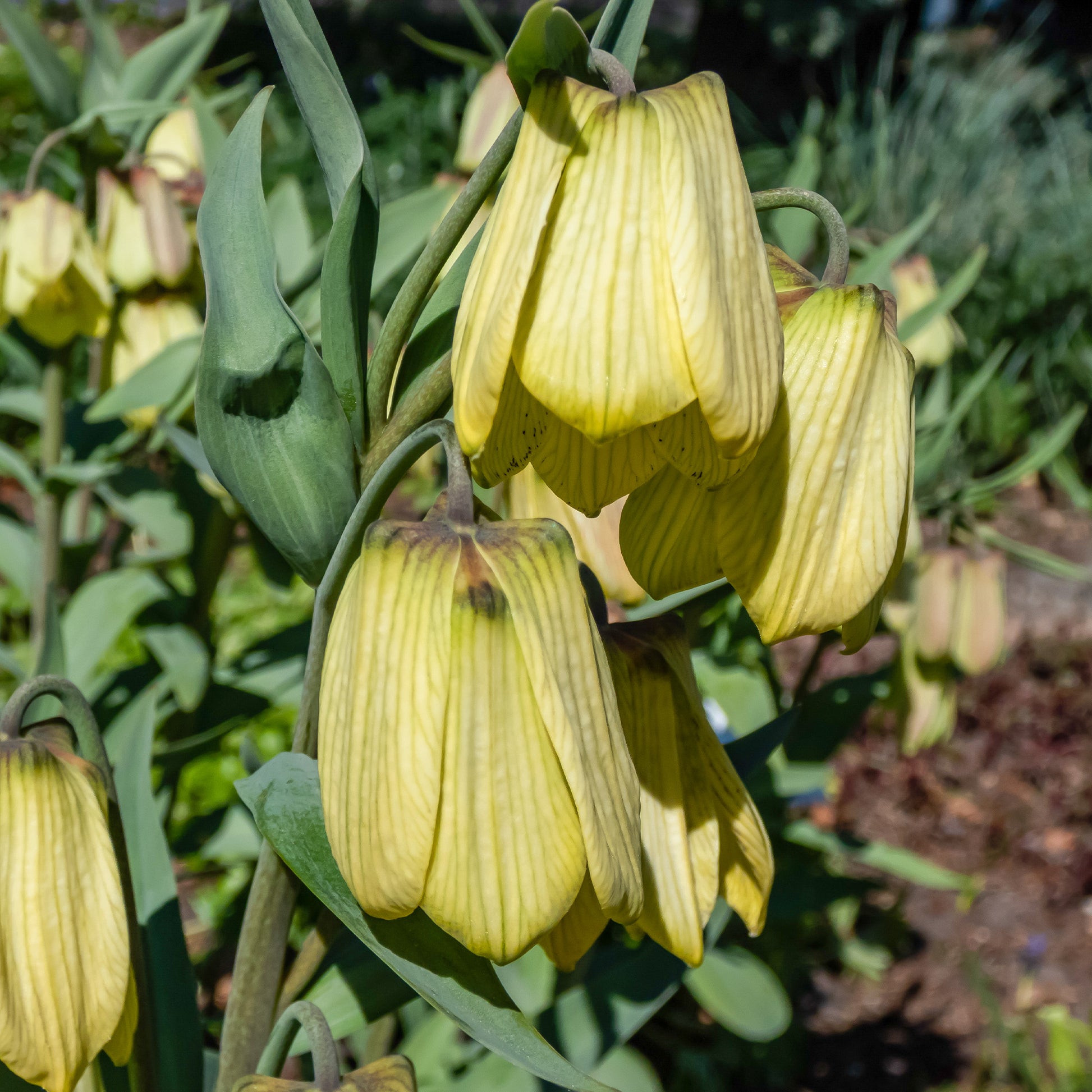 Bakker - 2 Fritillaires pallidiflora - Fritillaria pallidiflora - Bulbes à fleurs