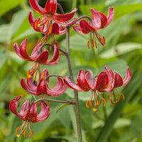 Lys Claude Shride - Lilium 'claude shride' - Bulbes à fleurs