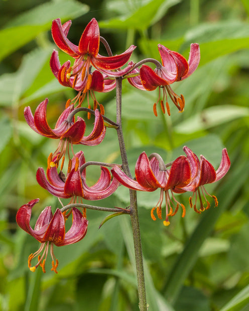 Lys Claude Shride - Lilium 'claude shride' - Bulbes à fleurs