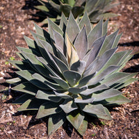 Mangave Lavender Lady  - Agave manfredii Lavender Lady ® (mangave) - Bakker