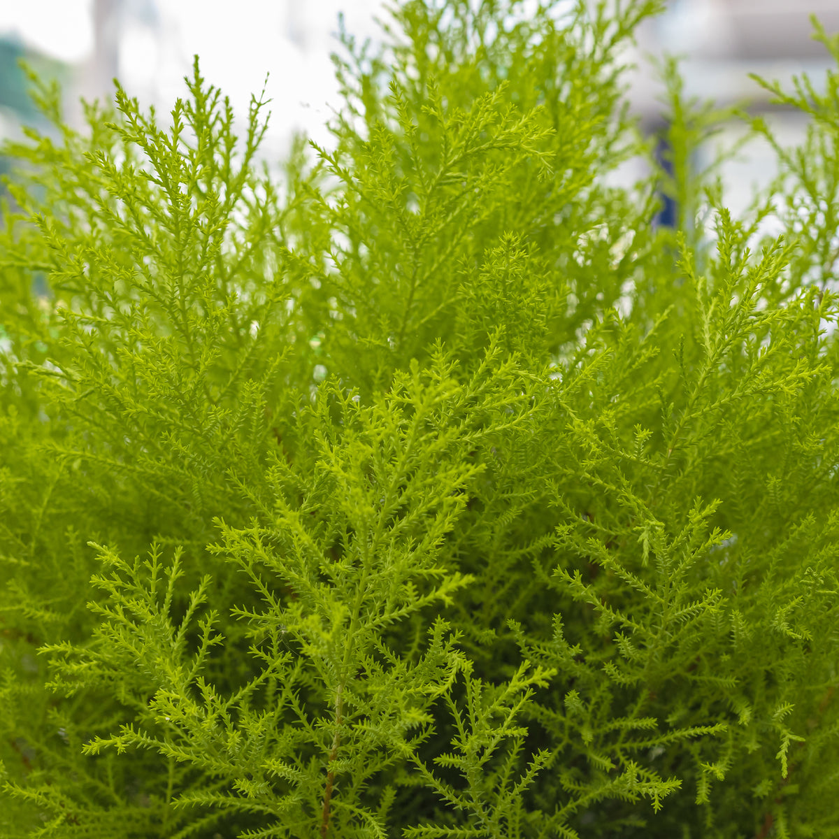 Chambre Cupressus  'Goldcrest Wilma' - Cupressus macrocarpa Goldcrest Wilma - Bakker
