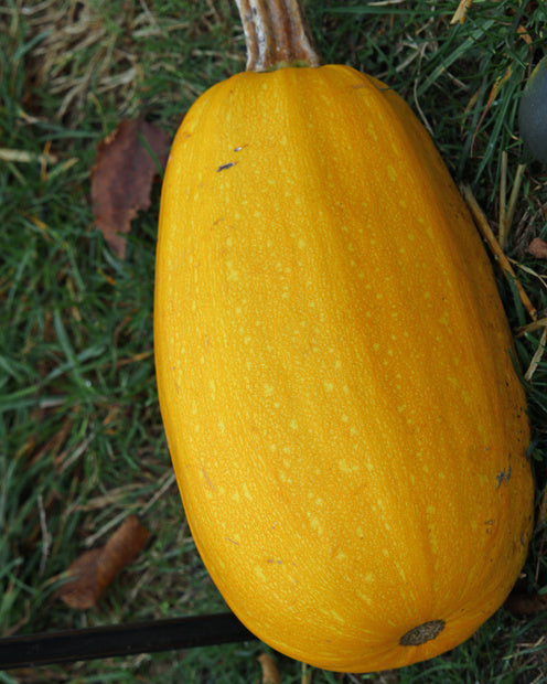 3 Plants de Courge Spaghetti - 2