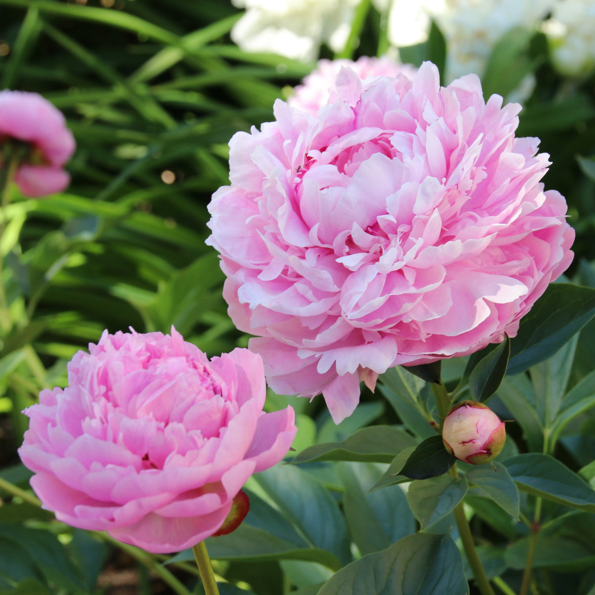 Paeonia x lactiflora Sarah Bernhardt - Pivoine 'Sarah Bernhardt' - Pivoines