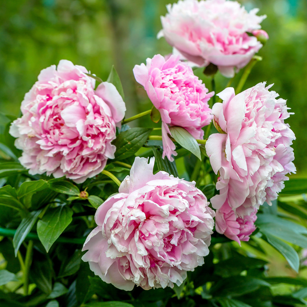 Pivoine 'Sarah Bernhardt' - Bakker