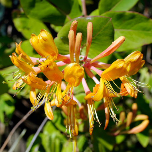 Chèvrefeuille de Henry 'Copper Beauty'