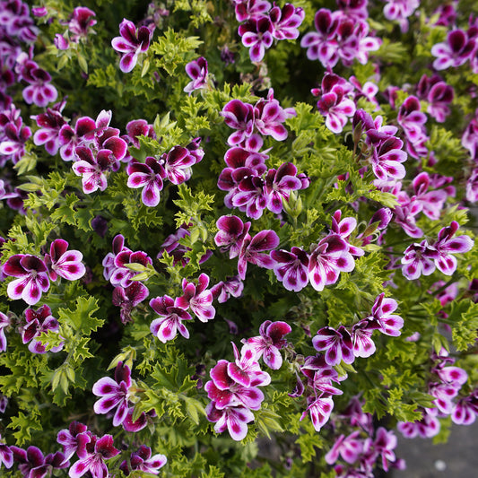 Géranium Pelargonium 'Mosquitaway Eva' violet-blanc - Caractéristiques des plantes