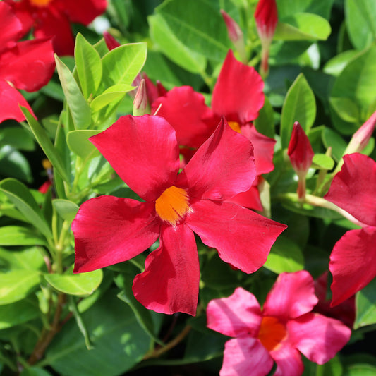 Dipladenia pyramide rouge - Bakker