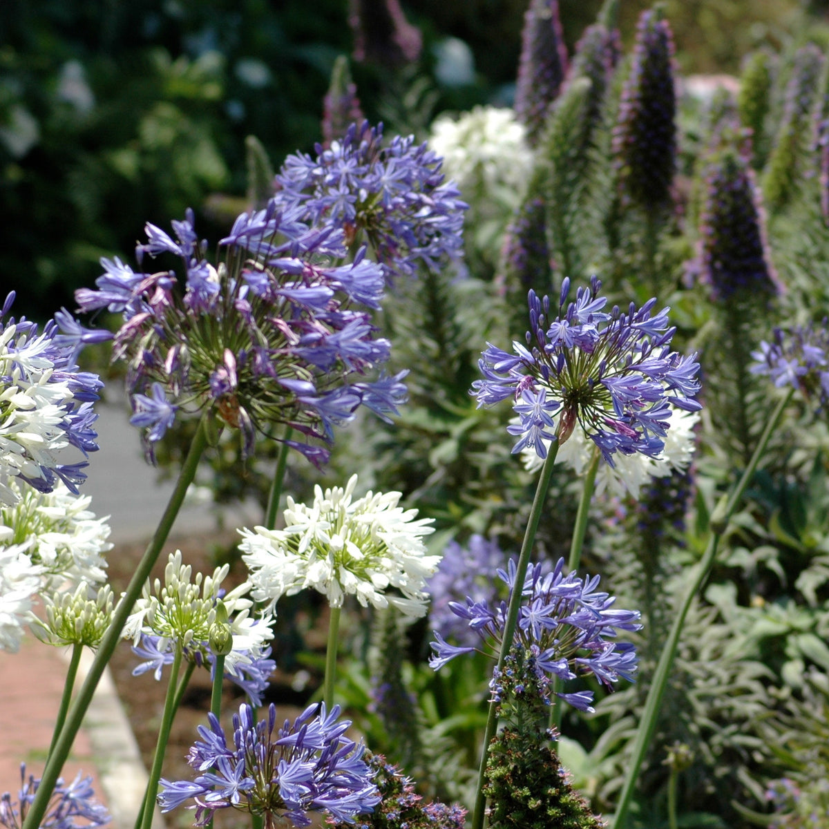 3 Agapanthes violettes et blanche en mélange - Bakker