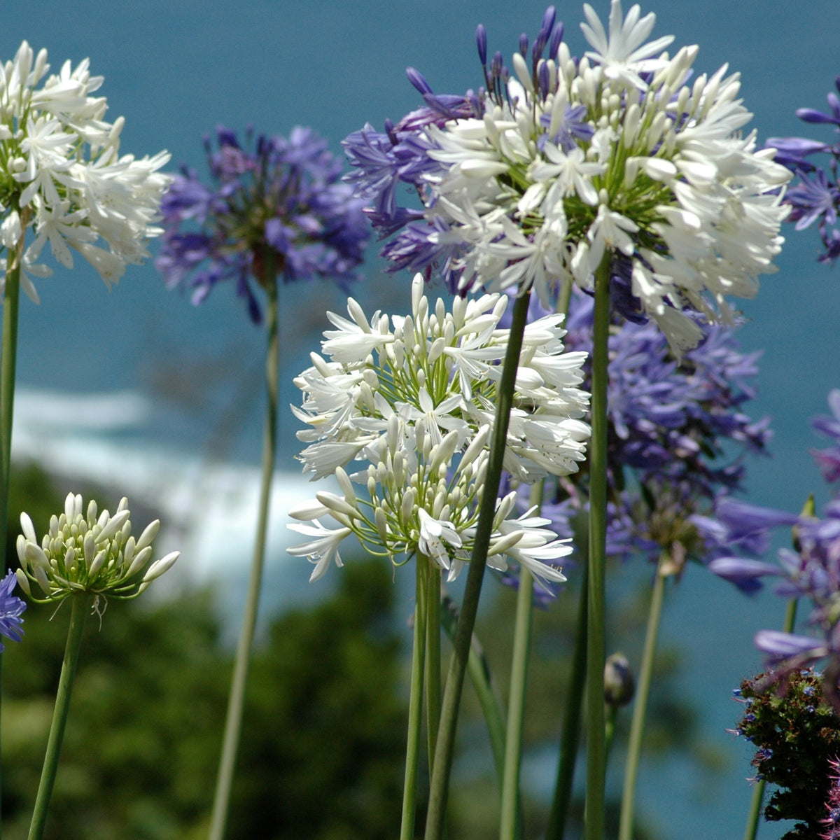 3 Agapanthes violettes et blanche en mélange - Agapanthus - Bakker