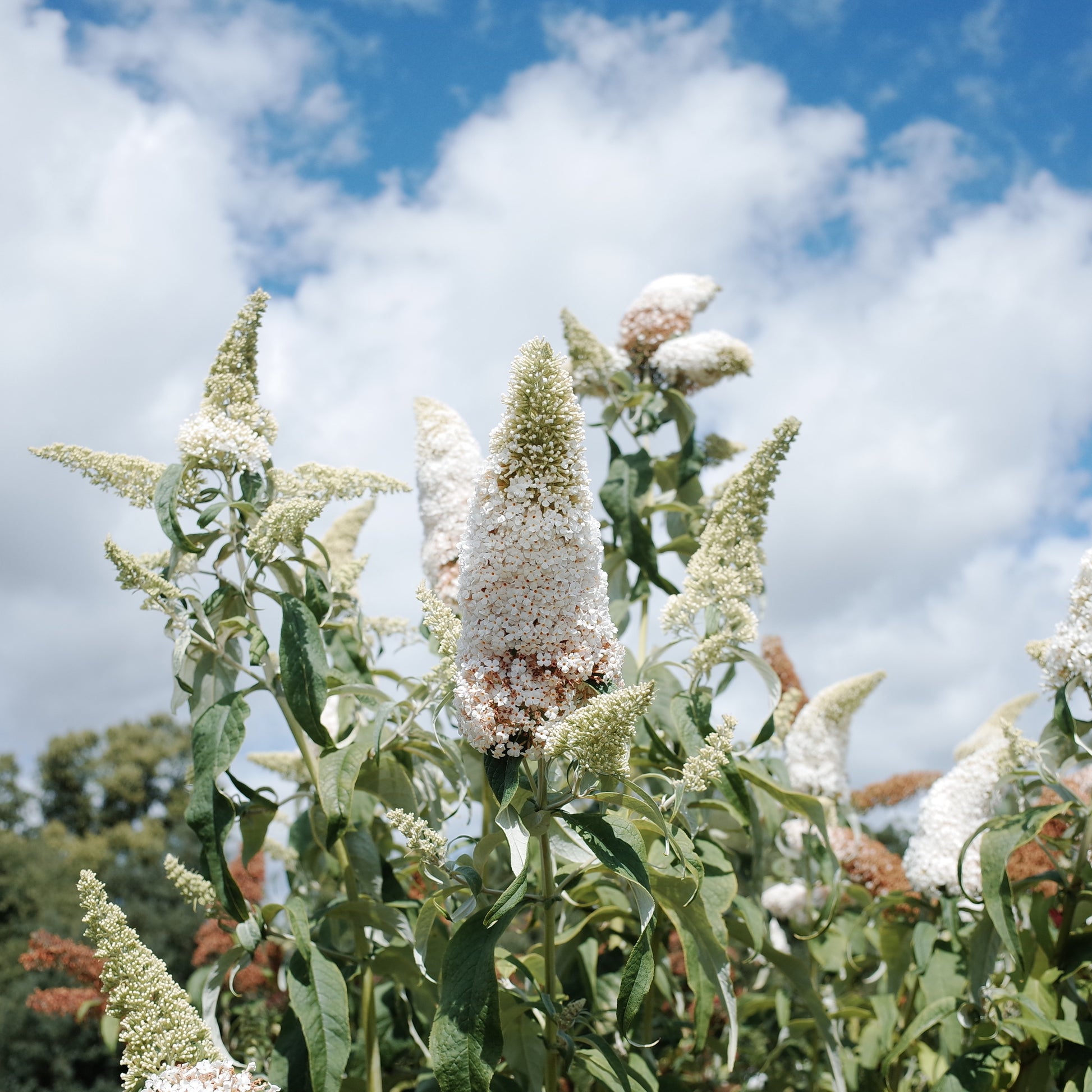 Bakker - Collection d'arbres aux papillons (Royal Red, White Profusion, Empire Blue) - Buddleja davidii Royal Red, White Profusion, Empire Blue