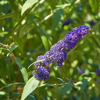 Bakker - Collection d'arbres aux papillons (Royal Red, White Profusion, Empire Blue) - Buddleja davidii Royal Red, White Profusion, Empire Blue