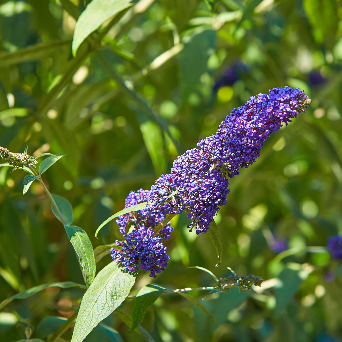 Arbre à papillons - Buddleja - Collection d'arbres aux papillons (Royal Red, White Profusion, Empire Blue) - Buddleja davidii Royal Red, White Profusion, Empire Blue