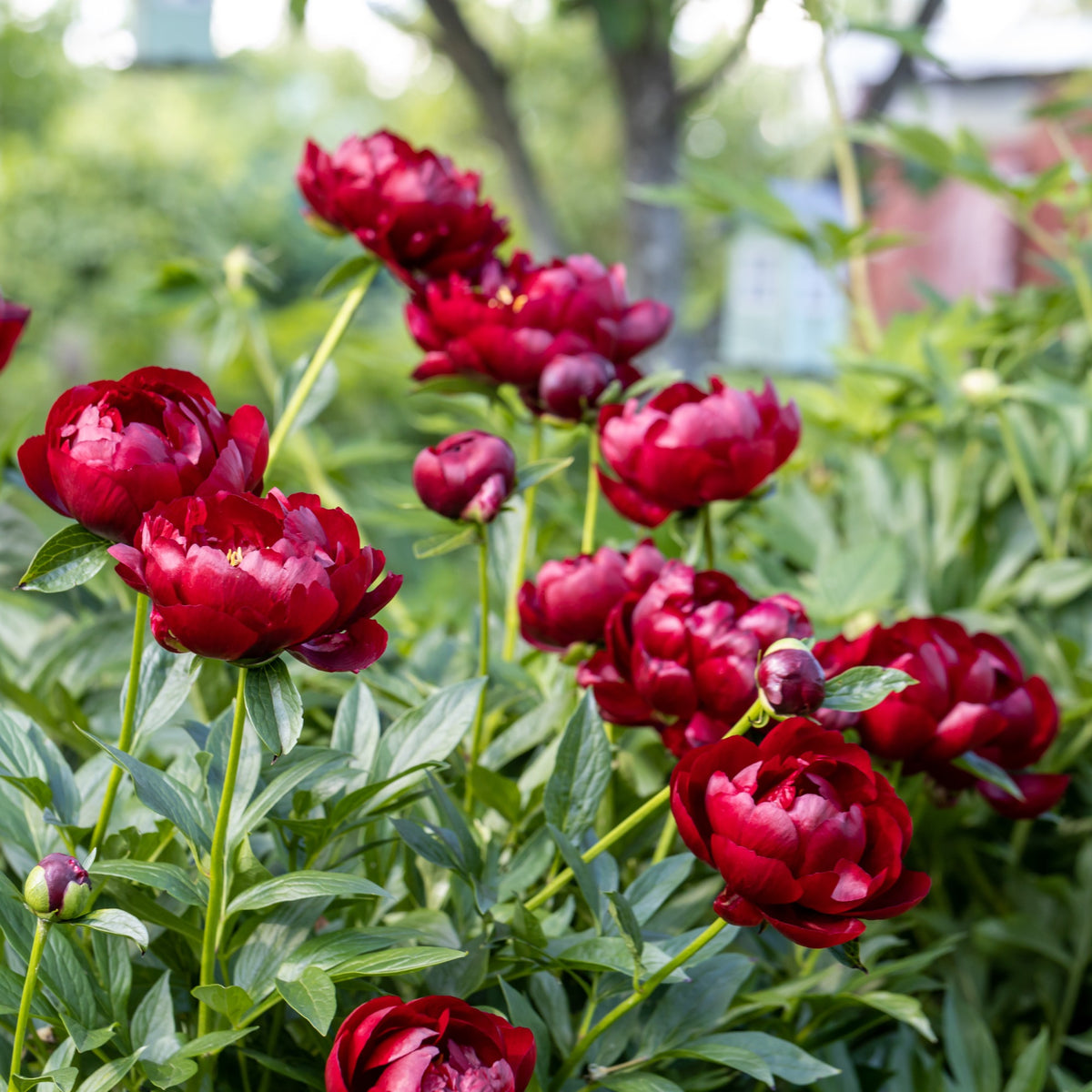 Pivoine Bella - Paeonia lactiflora 'bella' - Bakker