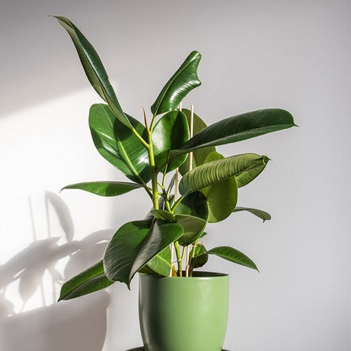Ficus elastica Robusta - Caoutchouc Robusta - Ficus