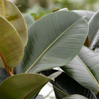 Ficus - Caoutchouc Robusta - Ficus elastica Robusta