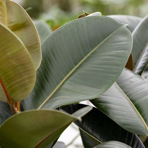 Ficus - Caoutchouc Robusta - Ficus elastica Robusta