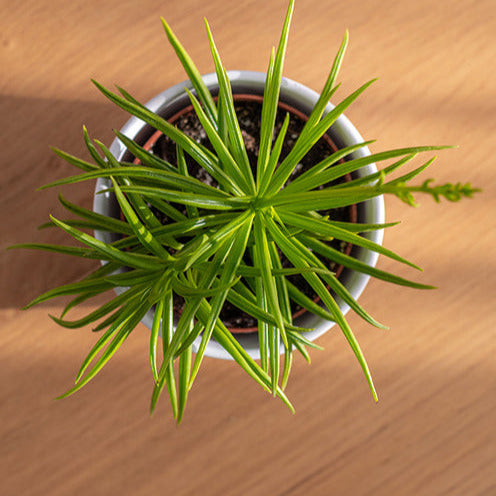 Séneçon de Barberton - Bakker