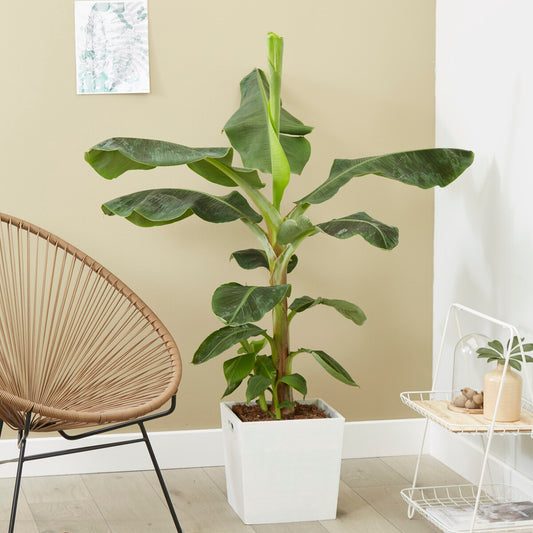 Bananier nain - Bakker