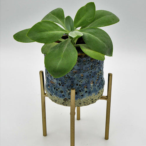 Séneçon Helenium - Bakker