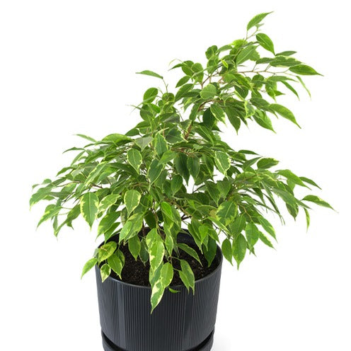 Bakker - Ficus benjamina Anastasia - Ficus benjamina Anastasia