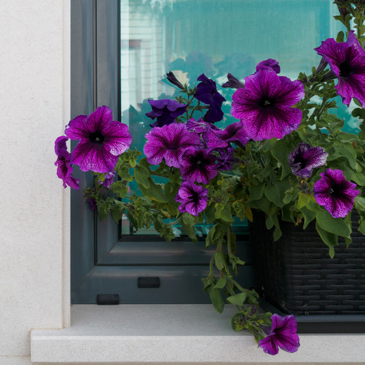 3 Pétunias Cosmic bicolor - Bakker